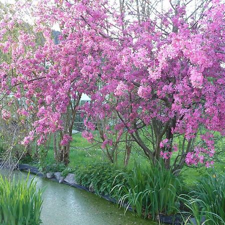 לינה וארוחת בוקר Turbenthal Gastehaus Zum Tulpenbaum מראה חיצוני תמונה