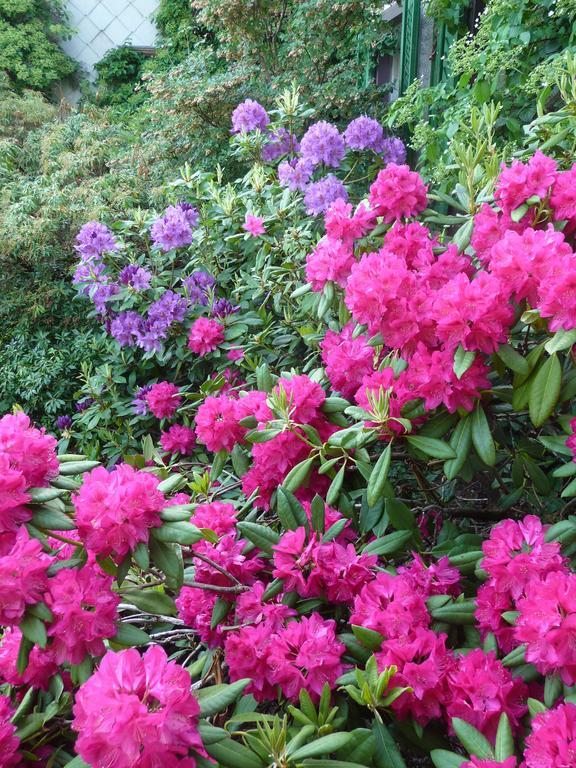 לינה וארוחת בוקר Turbenthal Gastehaus Zum Tulpenbaum מראה חיצוני תמונה
