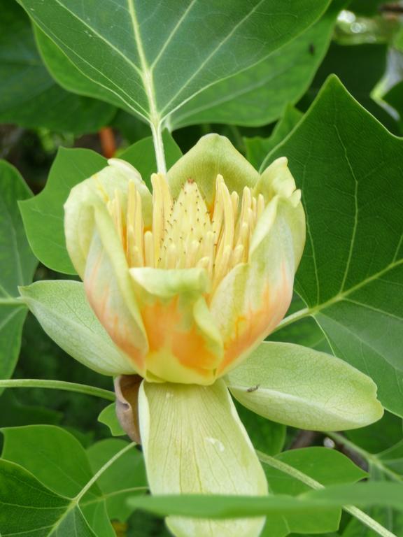 לינה וארוחת בוקר Turbenthal Gastehaus Zum Tulpenbaum מראה חיצוני תמונה