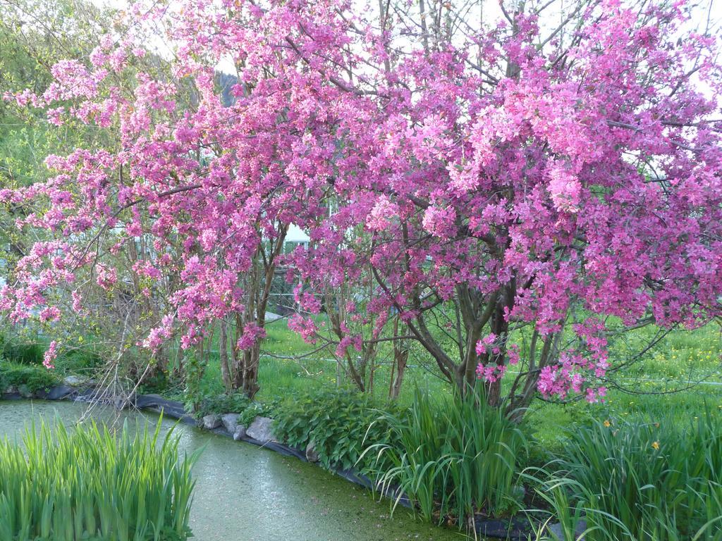 לינה וארוחת בוקר Turbenthal Gastehaus Zum Tulpenbaum מראה חיצוני תמונה